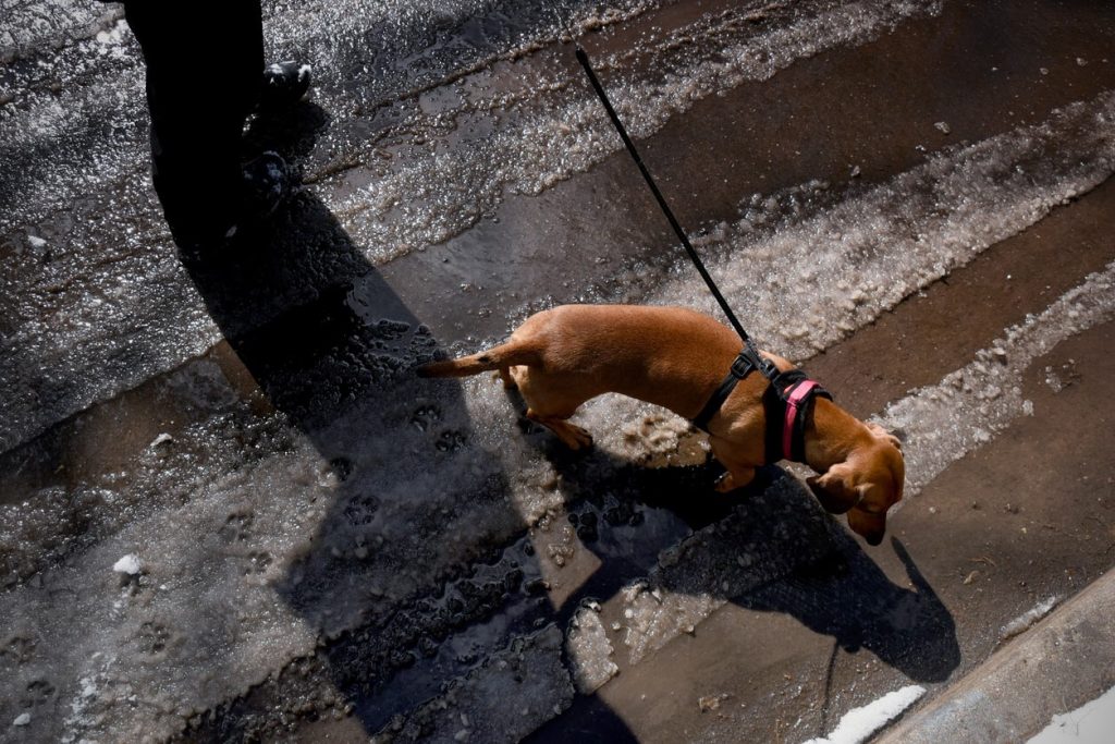 A pet owner walking their dog across an icy walkway that was covered with a pet-safe ice melt